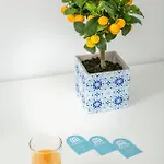 Apanomeria Boutique